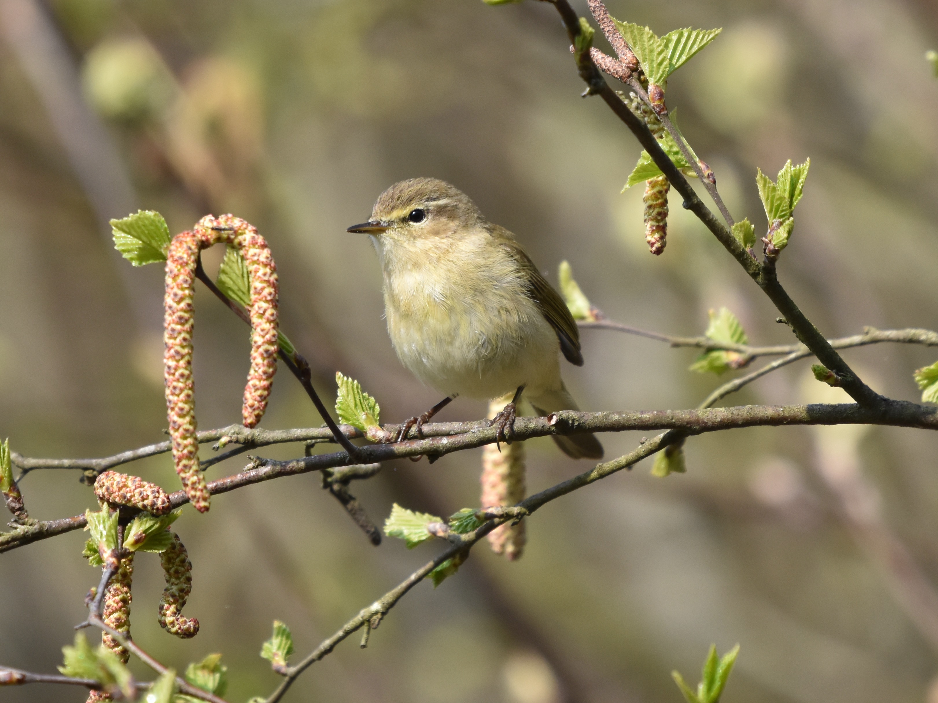 April doet wat hij wil – Cor's Corner