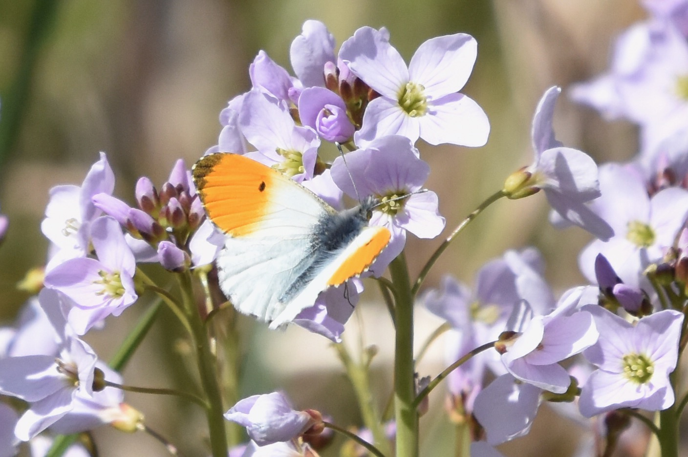 April doet wat hij wil – Cor's Corner