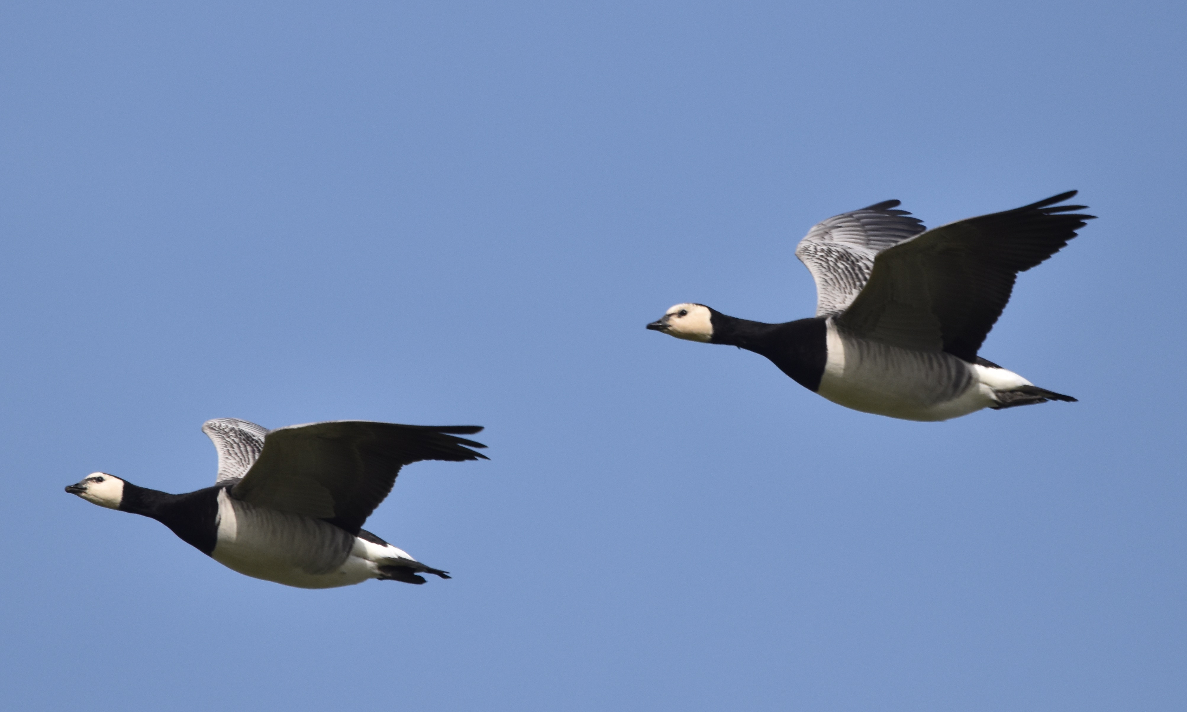 April doet wat hij wil – Cor's Corner